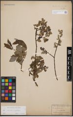 Foto von Salix cinerea L. x Salix nigricans Sm.